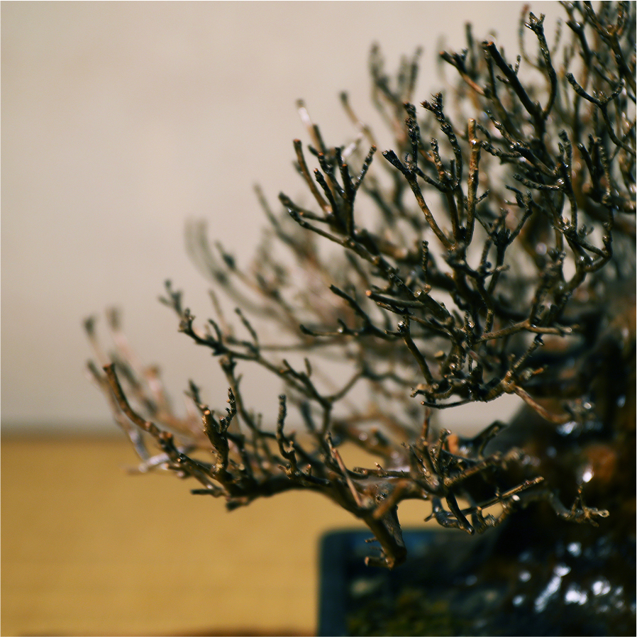 皐月「精緻」