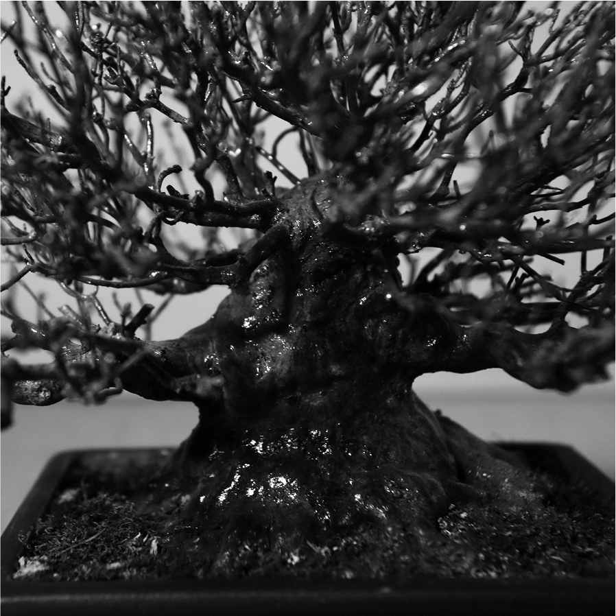 皐月「精緻」