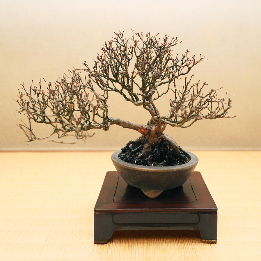 皐月「風靡」