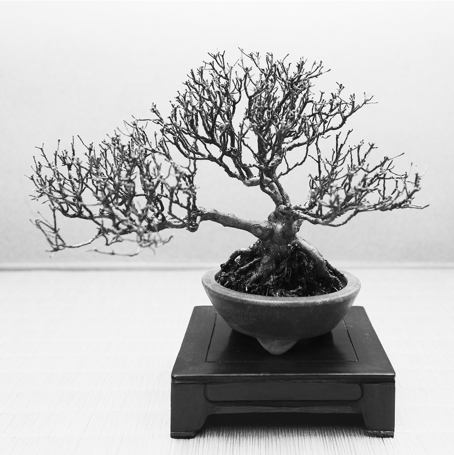 皐月「風靡」