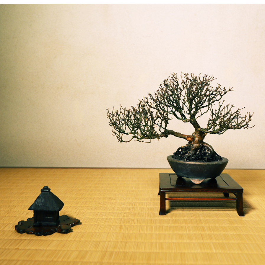 皐月「風靡」